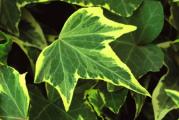 Sadnica,puzavica zuto-zelenih listova,sadi se u senku ili polusenku.Biljka je zasadjena u saksiji ili kontejneru(crnoj kesi namenjenoj za sadnju).
